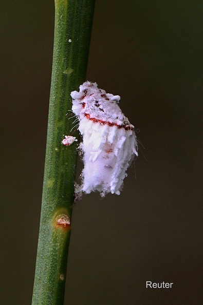 Australische  Wollschildlaus (Icerya puchasi).jpg
