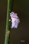 Australische Wollschildlaus (Icerya puchasi)