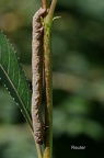 Schwarzfühler-Dickleibspanner (Lycia hirtaria)