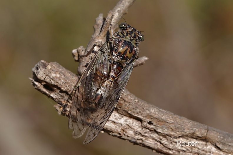 Mannasingzikade (Cicada orni).jpg