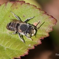 Luzerne-Blattschneiderbiene (Megachile rotundata)