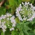 Kantiger Lauch (Allium angulosum)