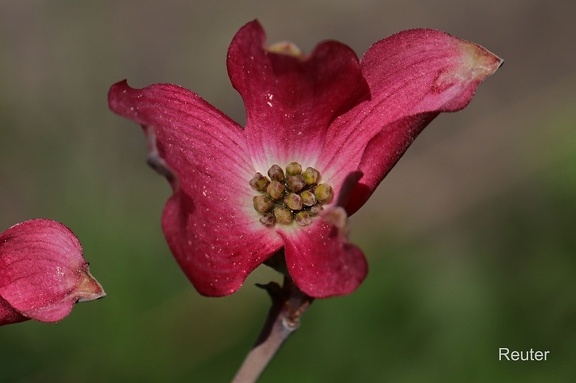 Amerikanischer Blumen-Hartriegel (Cornus florida)
