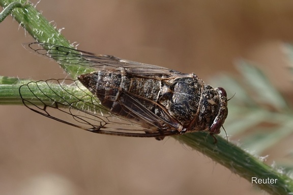 Schwarze Zikade (Cicadatra atra)