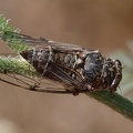 Schwarze Zikade (Cicadatra atra)