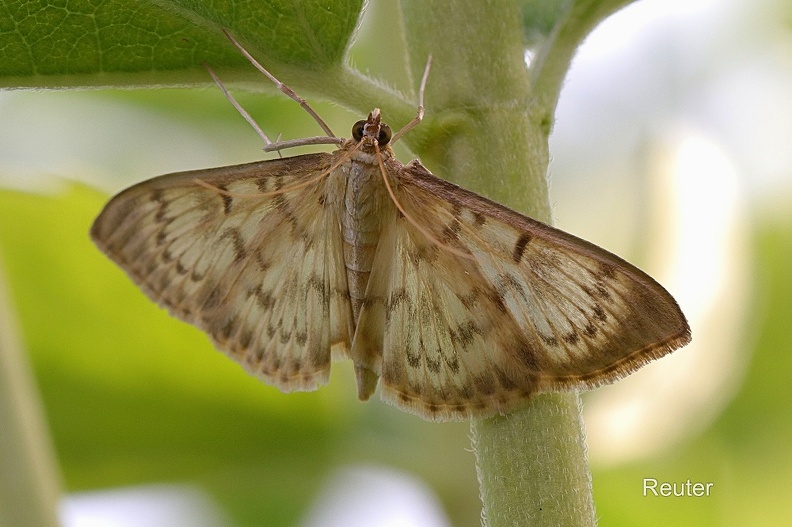 Nesselzünsler (Patania ruralis).jpg