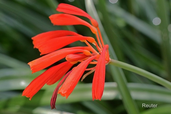 Feuerblüte (Cyrtanthus brachyscyphus)