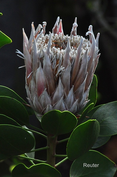 Königs-Protea (Protea cynaroides).jpg