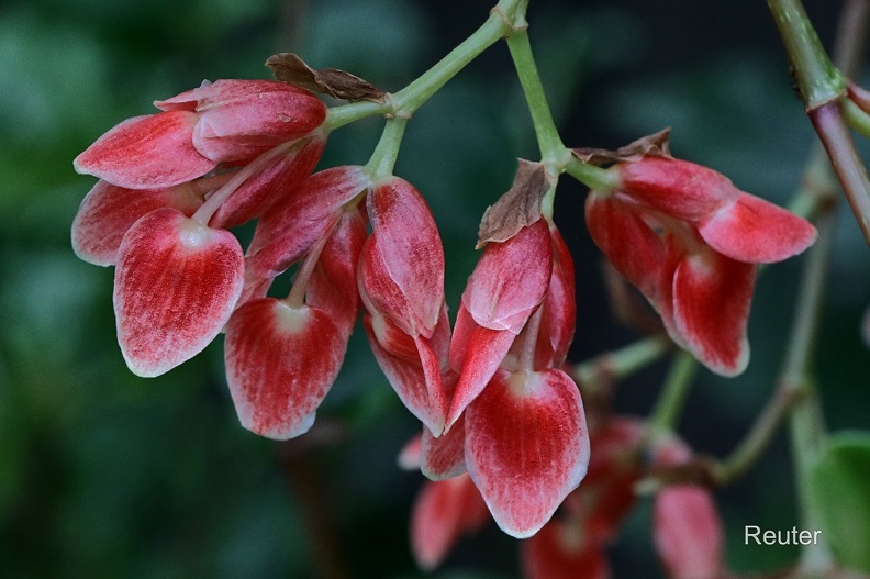 Garnelen-Begonie (Begonia radicans).jpg