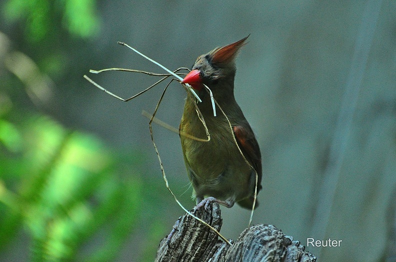 Rotkardinal (Cardinalis cardinalis), Weibchen.jpg