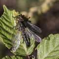 Rohm-4114-Raubfliege - male - female - Robberfly -Toskana.jpg