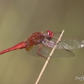 Feuerlibelle - Scarlet Darter (Crocothemis erythraea)