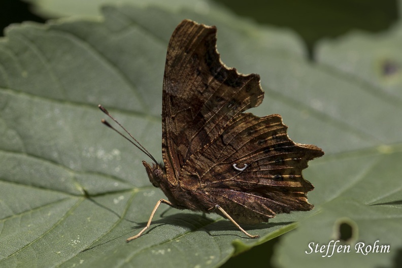 Rohm-1541-Beuren (Beurener Heide), C Falter - Comma Butterfly.jpg
