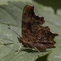 C-Falter - Comma Butterfly (Polygonia c-album)