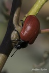 Pappelblattkäfer - Red Poplar Leaf Beetle (Chrysomela populi)