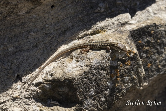Mauereidechse - Common Wall Lizard (Podarcis muralis nigriventris)