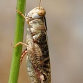 Felsgrashüpfer (Omocestus petraeus)