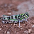 Kreuzschrecke (Oedaleus decorus)