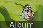 Bläulinge (Lycaenidae)