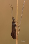 Köcherfliege (Sericostoma personatum)