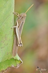 Bird Grasshopper (Schistocerca flavofasciata)