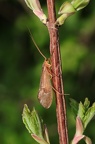 Große Köcherfliege ( Potamophylax cf. luctuosus)