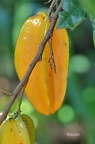 Sternfrucht (Averrhoa carambola)
