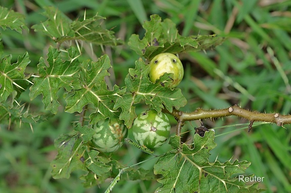 Tropical soda Apple(Solanum viarum) 
