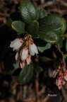 Preiselbeere (Vaccinium vitis-idaea) 