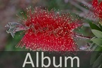 Myrtengewächse (Myrtaceae)