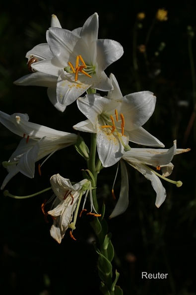 Madonnenlilie oder Weiße Lilie (Lilium candidum).jpg