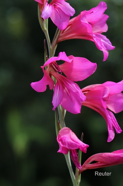 Acker-Gladiole (Gladiolus italicus).jpg