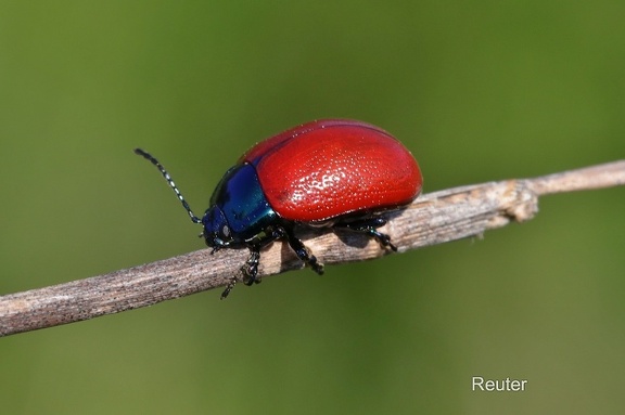 Roter Minze Blatt Käfer (Chrysolina Coerulans)
