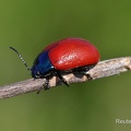 Roter Minze Blatt Käfer (Chrysolina Coerulans)