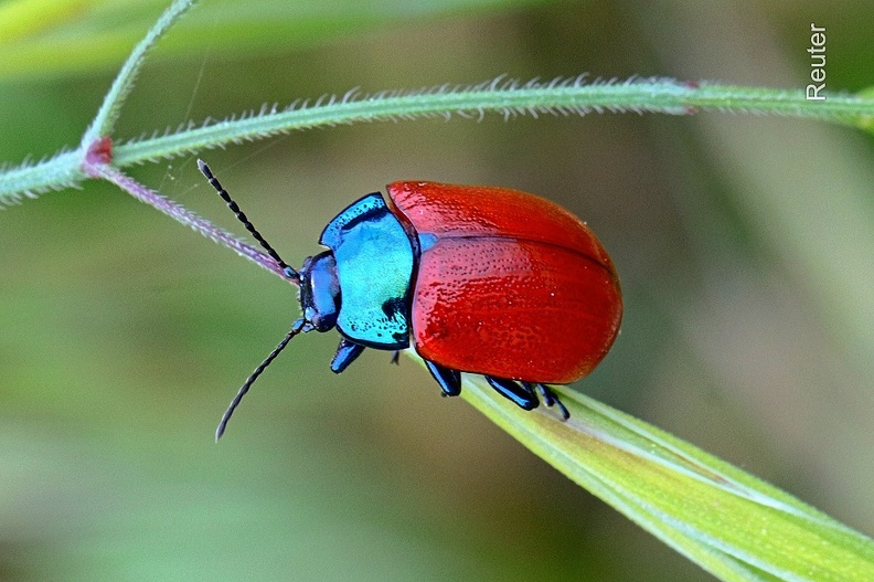 Roter Minze Blatt Käfer (Chrysolina Coerulans).jpg