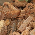 Sandschrecke (Sphingonotus sp.)