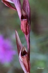 Pflugschar-Zungenstendel (Serapias vomeracea)
