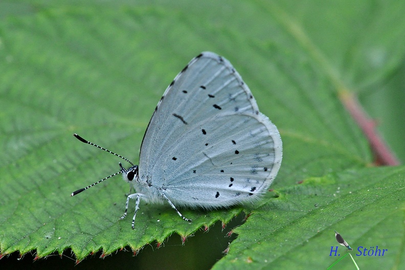 Faulbaumbläuling (Celastrina argiolus)