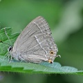 Blauer Eichenzipfelfalter (Neozephyrus quercus).jpg