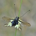 Libellen-Schmetterlingshaft (Libelloides coccajus) 