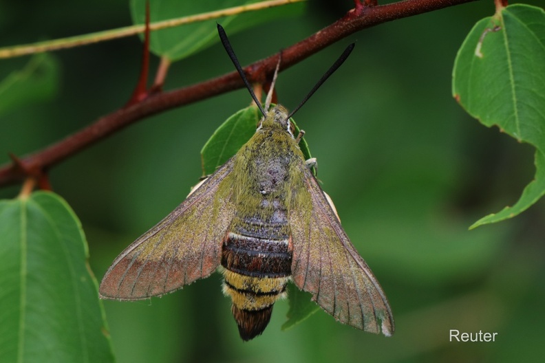 Olivgrüner Hummelschwärmer (Hemaris croatica)