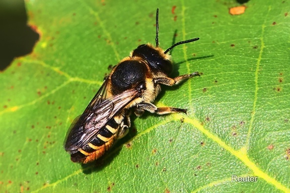 Blattschneiderbiene (Megachile centuncularis)