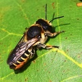 Blattschneiderbiene (Megachile centuncularis)