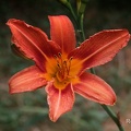 Gelbrote Taglilie (Hemerocallis fulva var. europaea)