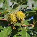 Zerreiche (Quercus cerris)
