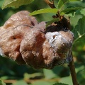 Ulmenbeutelgallenlaus (Eriosoma lanuginosum)