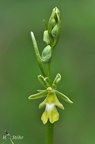 Fliegen-Ragwurz (Ophrys insectifera variation: ochroleuca)