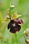 Fliegen-Ragwurz (Ophrys holoserica X Ophrys insectifera)