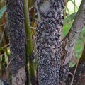 Große Weiden- Blattlaus (Tuberolachnus Salignus)