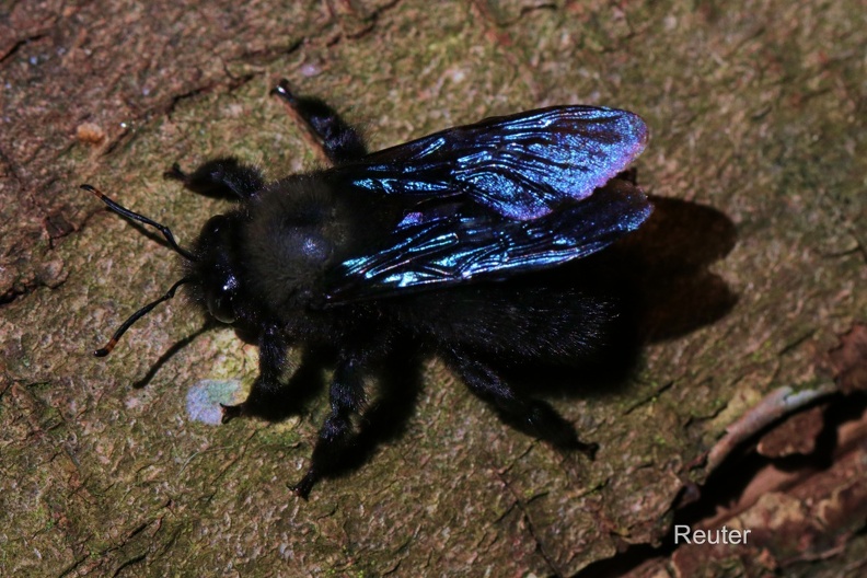 Blaue Holzbiene (Xylocopa violacea).jpg